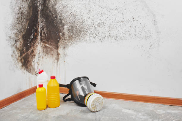 Best Best Mold Removal Companies  in Chase City, VA