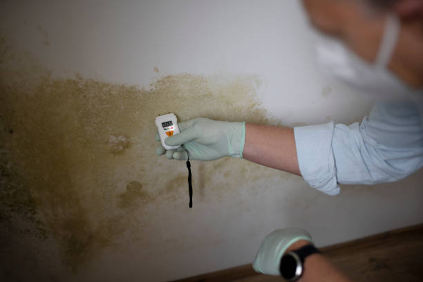 Reliable Chase City, VA Mold Removal Solutions