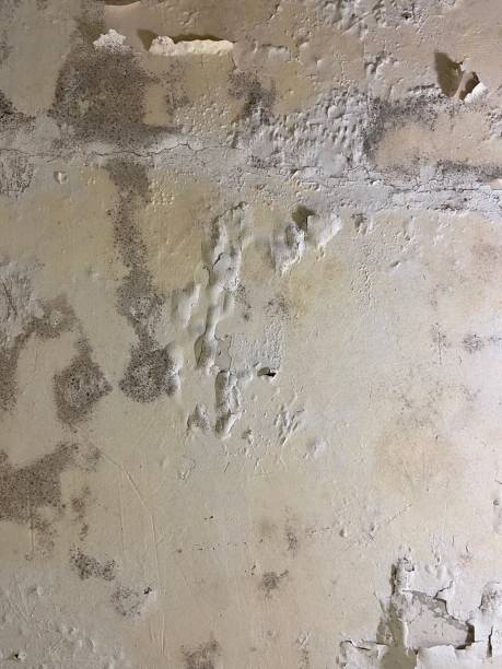 Best Mold Damage Repair  in Chase City, VA
