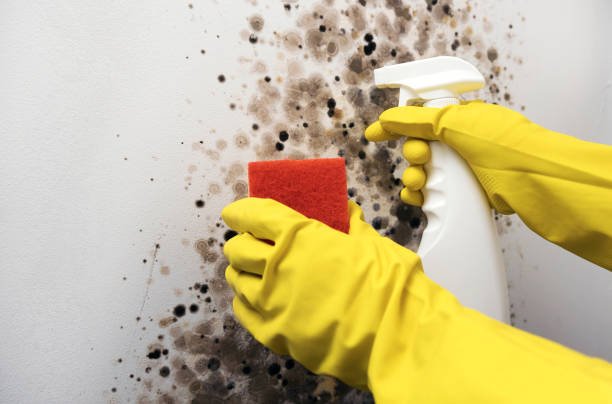 Best Local Mold Removal Service  in Chase City, VA