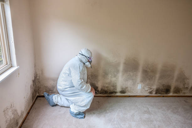 Best Fast Mold Removal  in Chase City, VA